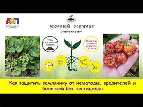 Как защитить землянику от вредителей и болезней