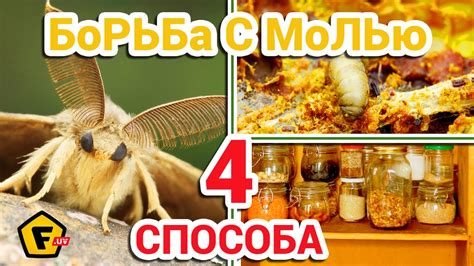 Как избавиться от пищевой моли в домашних условиях?