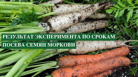 Как избежать потери аромата моркови