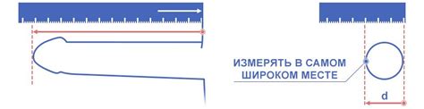 Как измерить размер полового члена