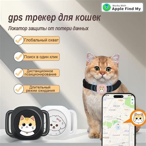 Как использовать GPS трекер для кошек: полезные советы