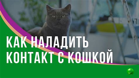 Как наладить контакт с кошкой