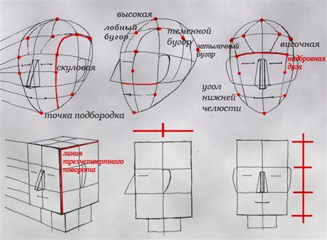 Как нарисовать главные формы тела и головы