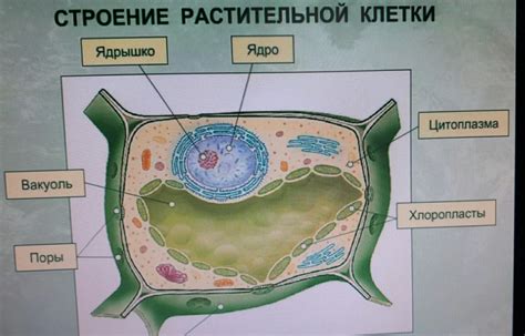 Как нарисовать клетки для основного контура?