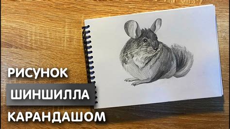 Как нарисовать шиншиллу по частям