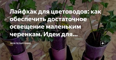 Как обеспечить достаточное освещение для ежевики