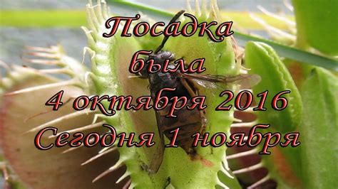 Как обеспечить оптимальную температуру для венериной мухоловки в зимний период