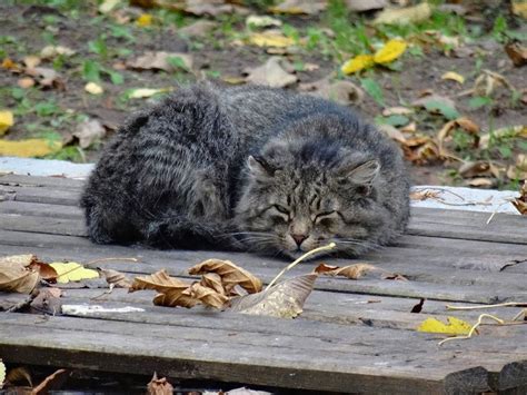 Как оказать помощь и ухаживать за мучающимся котом