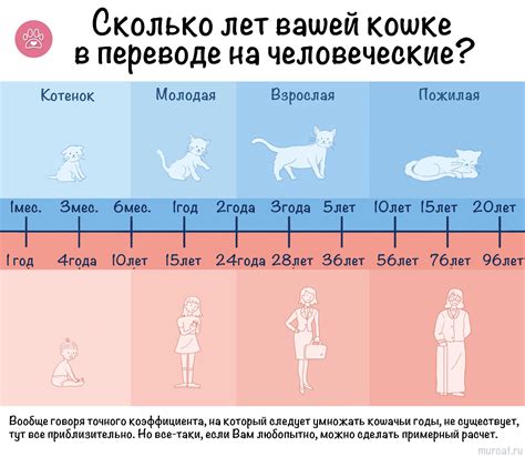 Как определить возраст котят по месяцам: подробное руководство и информация