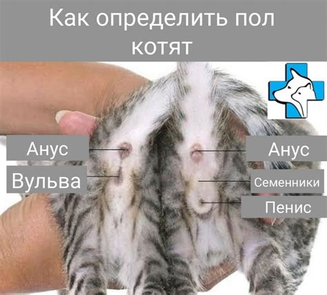 Как определить гон у кошки