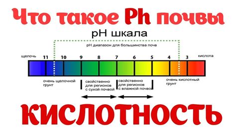 Как определить кислотность почвы на участке