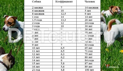 Как определить овуляцию у собаки?