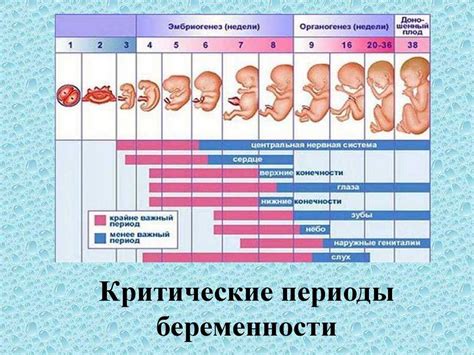 Как определить эмбриональный возраст плода без УЗИ