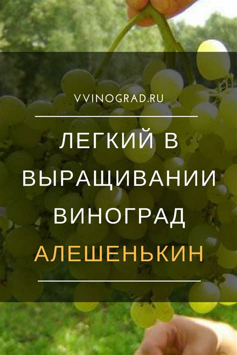 Как осуществить уход за виноградом Алешенькин?