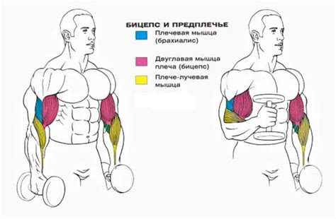 Как оценить результаты и увидеть увеличение бицепса за неделю