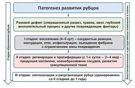 Как очистить рубец говядины дома?