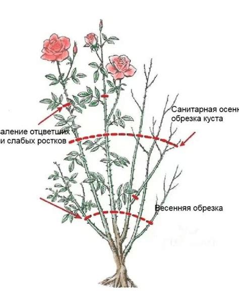 Как правильно обрезать мини розу для формирования куста?