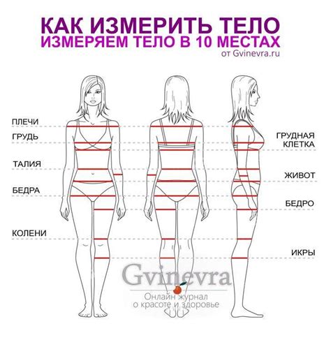 Как правильно разместить части тела и особенности пропорций