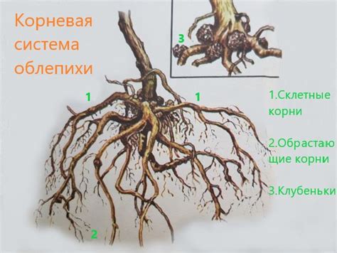 Как правильно удалять корни облепихи?