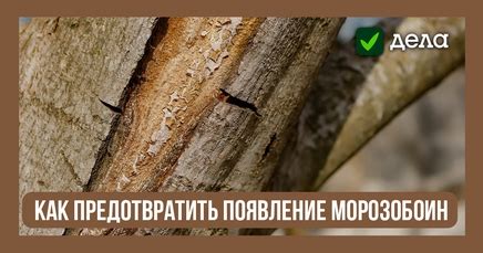 Как предотвратить появление моллюсков?