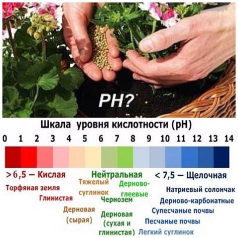 Как проверить кислотность помидоров на наличие ботулизма?