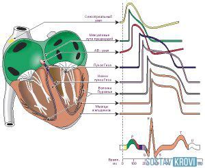 Как происходит измерение активности сердца?