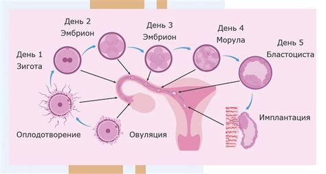 Как происходит оплодотворение в водной среде?