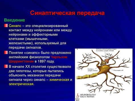 Как происходит передача информации между нейронами