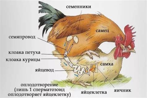 Как происходит слухопроводимость