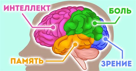 Как работает мозг