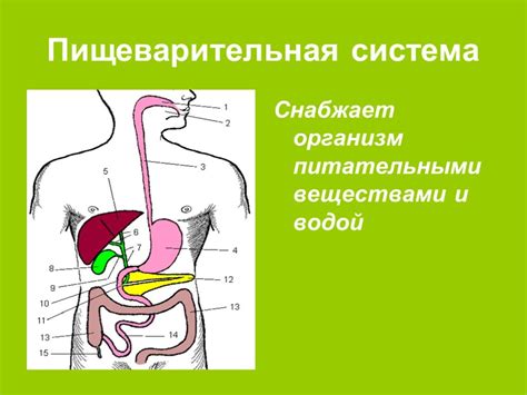 Как работает организм: общая схема