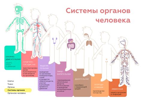 Как работают системы нашего организма