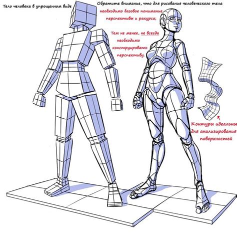 Как рисовать пропорциональные формы тела