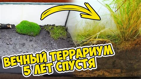 Как соединить ботинки с террариумом