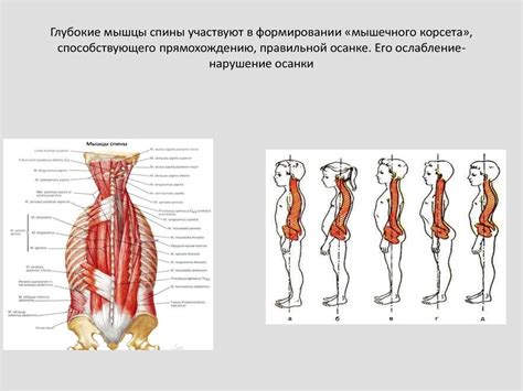 Как создать основные формы туловища и конечностей