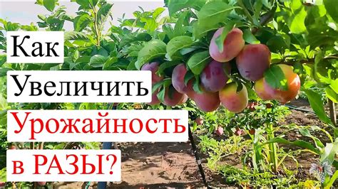 Как увеличить урожайность