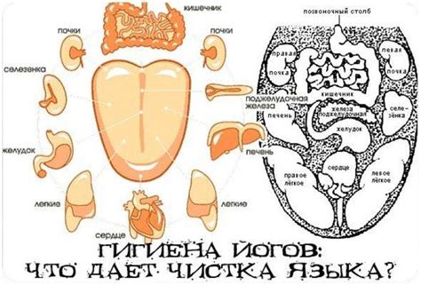 Как удалить запах при чистке свиного языка