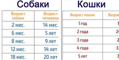 Как узнать возраст туи по хвое?