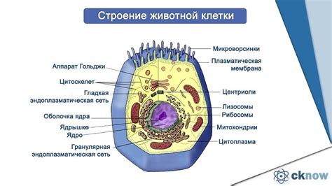 Квен: устройство и функции