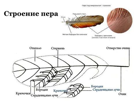 Классификация перьев по дереву