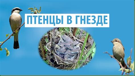 Клевание и воспитание птенцов