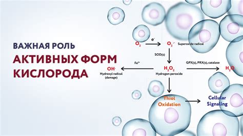 Клетки и их связь с хордой окружности