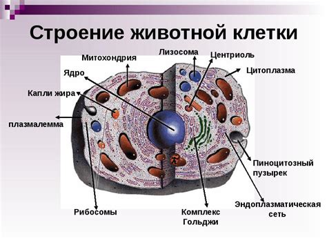 Клеточный уровень в организации тканей