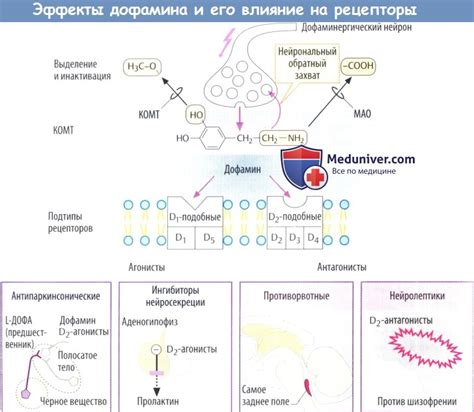 Ключевые игроки: дофаминовая система и ее влияние на оптимизм