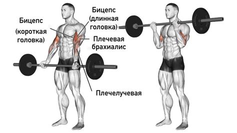 Ключевые упражнения для развития бицепса стоя