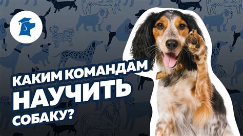 Команды для обучения собаки на английском языке