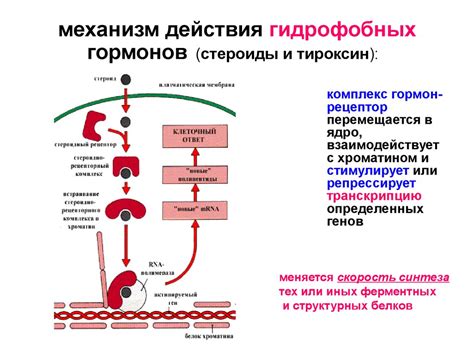 Компоненты и механизм действия гидронатяжителя