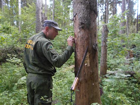 Контроль за вредителями и болезнями у ананаса