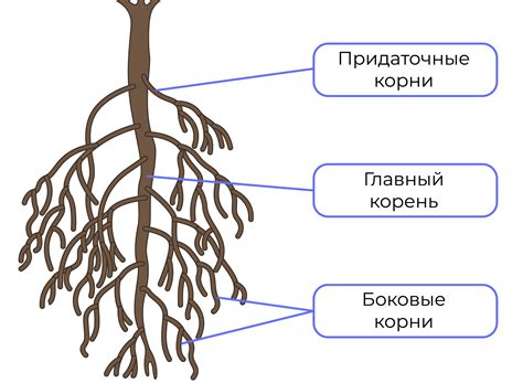 Корень и происхождение именника