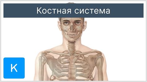 Костная система